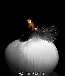 'Splendid colour' - splendid anemone and resident by Jim Catlin 